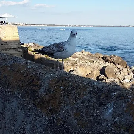 Alaka 2 * Gallipoli
